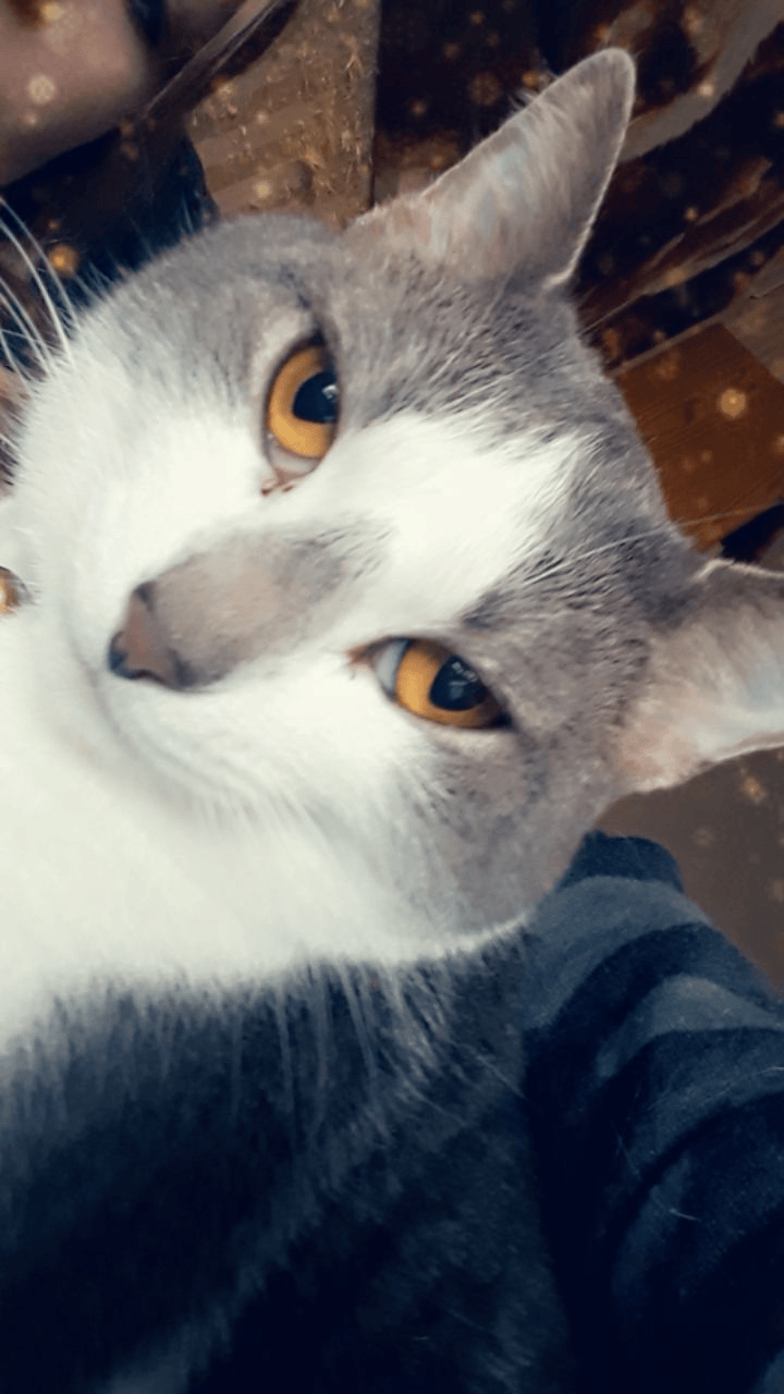 Sleek white & black cat with striking yellow eyes